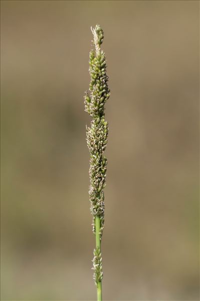 Sporobolus indicus (L.) R.Br.
