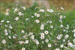 Symphyotrichum lanceolatum (Willd.) G.L.Nesom