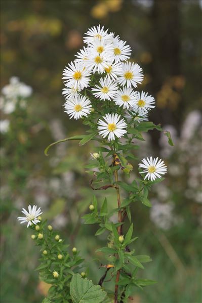 Symphyotrichum lanceolatum (Willd.) G.L.Nesom