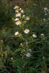 Symphyotrichum lanceolatum (Willd.) G.L.Nesom