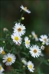 Symphyotrichum lanceolatum (Willd.) G.L.Nesom