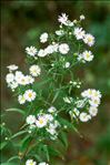 Symphyotrichum lanceolatum (Willd.) G.L.Nesom