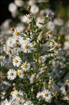 Symphyotrichum lanceolatum (Willd.) G.L.Nesom