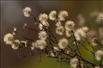 Symphyotrichum lanceolatum (Willd.) G.L.Nesom