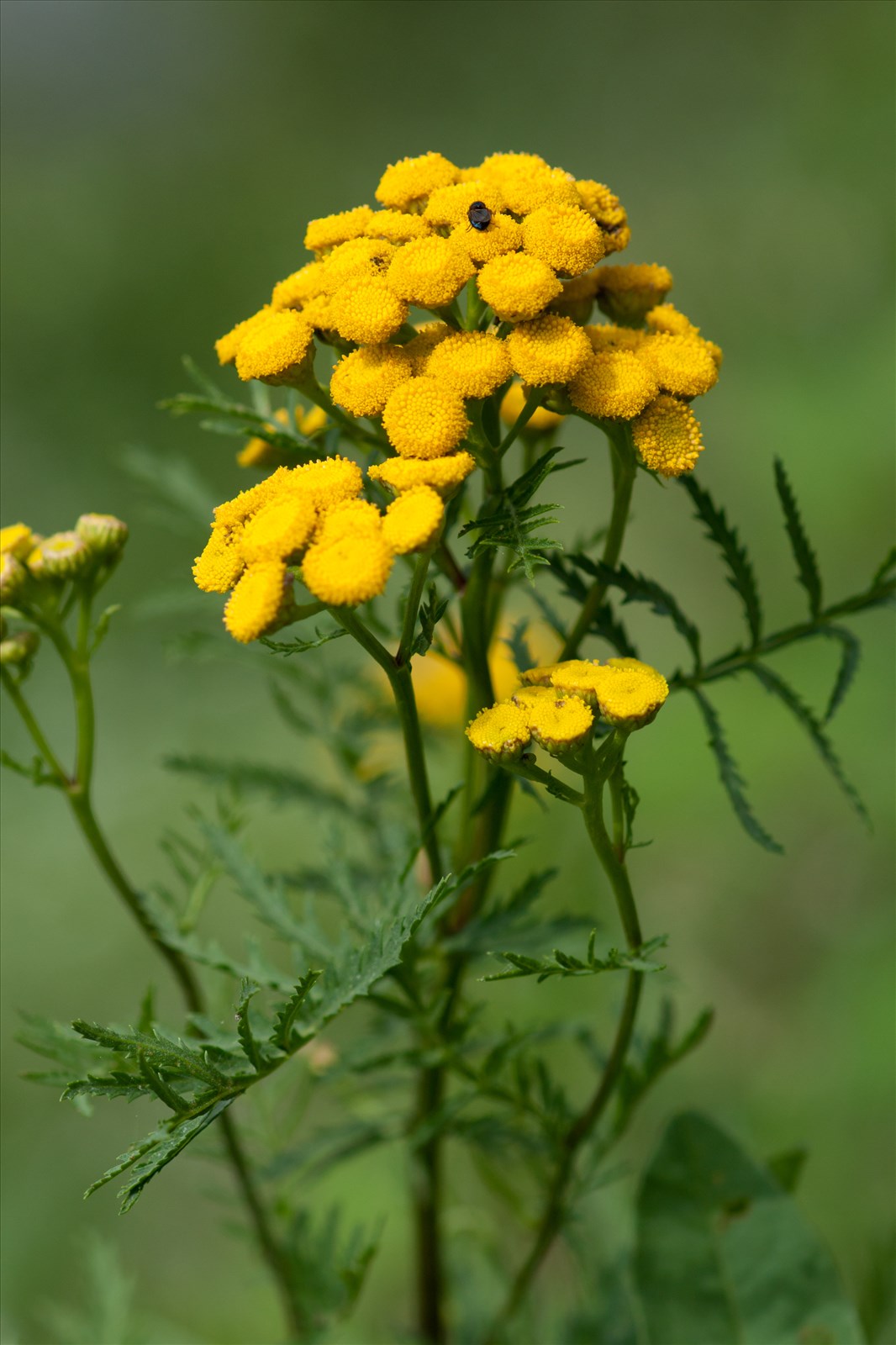 Tanacetum vulgare L.