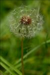 Taraxacum erythrospermum Andrz. ex Besser