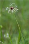 Taraxacum erythrospermum Andrz. ex Besser