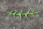 Taraxacum erythrospermum Andrz. ex Besser