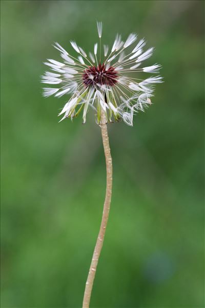 Taraxacum erythrospermum Andrz. ex Besser