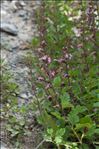 Teucrium chamaedrys subsp. germanicum (F.Herm.) Rech.f.