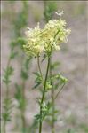 Thalictrum flavum L.