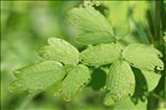 Thalictrum flavum L.