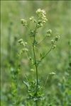 Thalictrum flavum L.