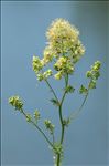 Thalictrum flavum L.