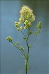 Thalictrum flavum L.