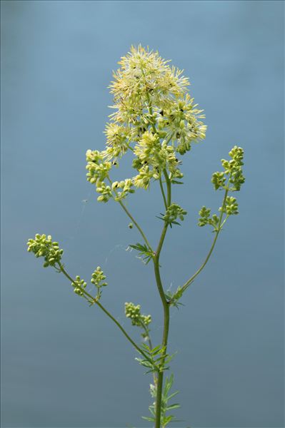 Thalictrum flavum L.