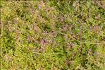 Thymus pulegioides L. subsp. pulegioides