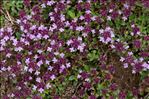 Thymus pulegioides L.