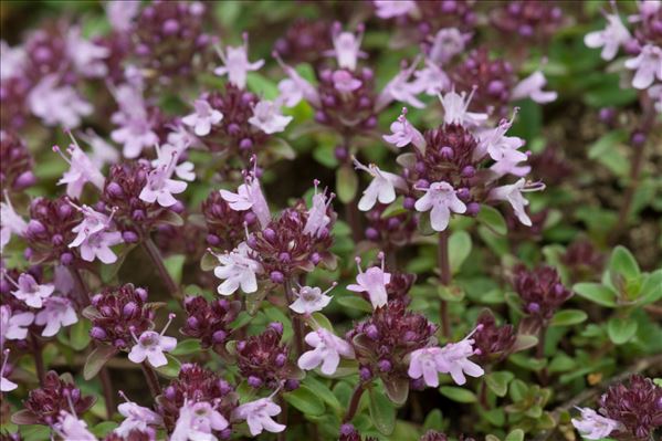 Thymus pulegioides subsp. chamaedrys (Fr.) Litard.