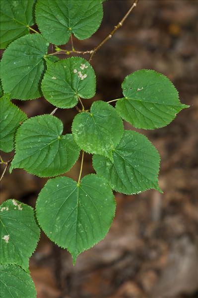 Tilia cordata Mill.