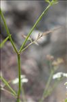 Torilis arvensis (Huds.) Link subsp. arvensis
