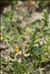 Torilis nodosa (L.) Gaertn. subsp. nodosa