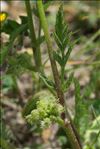 Torilis nodosa (L.) Gaertn. subsp. nodosa