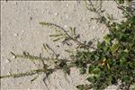 Atriplex prostrata subsp. latifolia (Wahlenb.) Rauschert