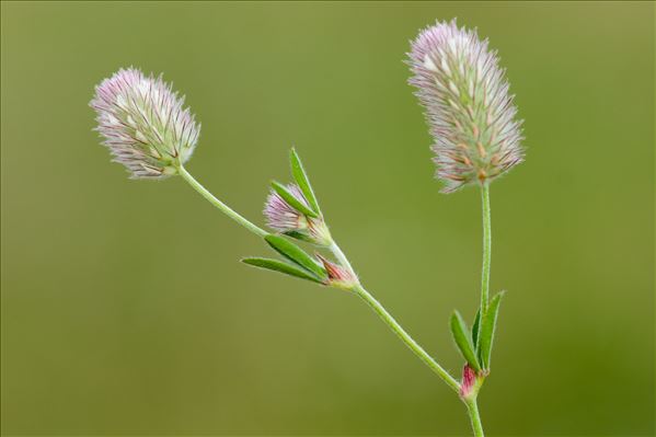Trifolium arvense var. gracile (Thuill.) DC.