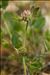 Trifolium glomeratum L.