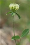 Trifolium ochroleucon Huds.