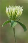 Trifolium ochroleucon Huds.