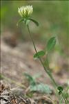 Trifolium ochroleucon Huds.