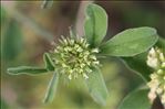 Trifolium ochroleucon Huds.