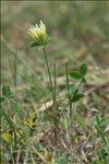 Trifolium ochroleucon Huds.