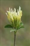 Trifolium ochroleucon Huds.