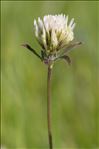 Trifolium ochroleucon Huds.