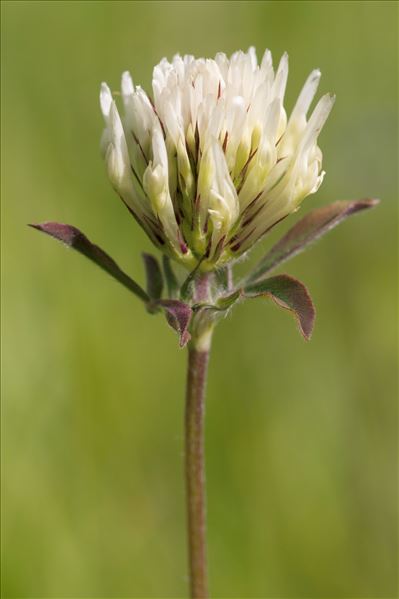 Trifolium ochroleucon Huds.