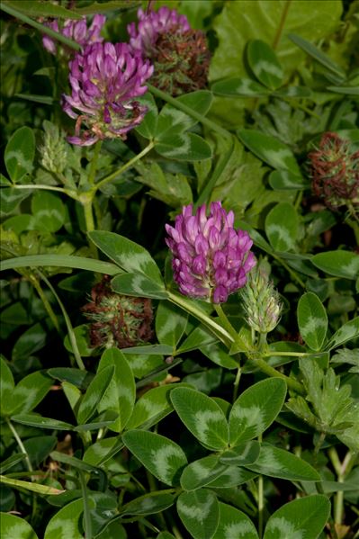 Trifolium pratense L. subsp. pratense