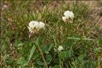 Trifolium repens L.