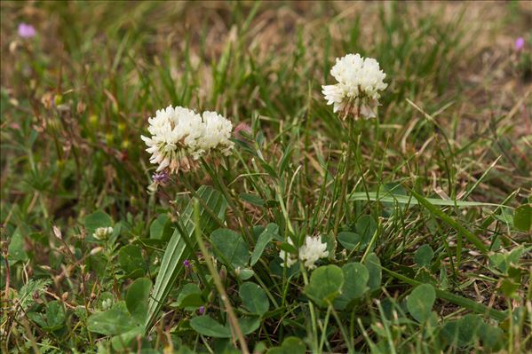 Trifolium repens var. biasolettii (Steud. & Hochst.) Asch. & Graebn.