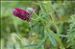 Trifolium rubens L.