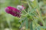 Trifolium rubens L.