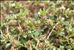 Trifolium scabrum subsp. lucanicum (Guss.) Arcang.