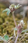 Trifolium scabrum L. subsp. scabrum