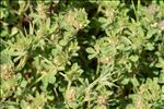 Trifolium scabrum L. subsp. scabrum