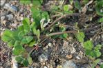 Trifolium subterraneum L. subsp. subterraneum