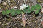 Trifolium subterraneum L. subsp. subterraneum