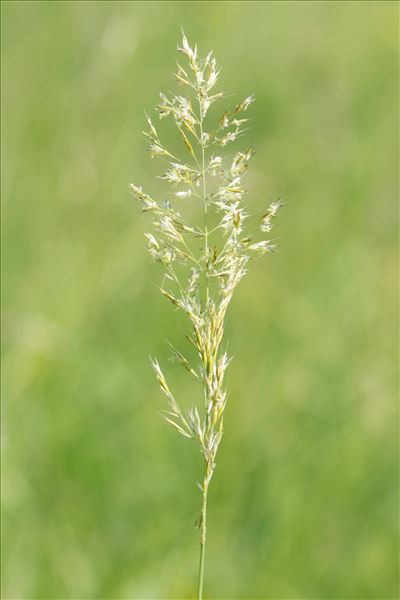 Trisetum flavescens subsp. purpurascens (DC.) Arcang.