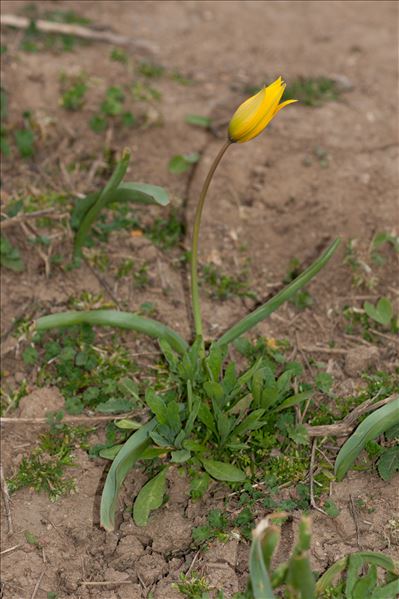 Tulipa sylvestris L.